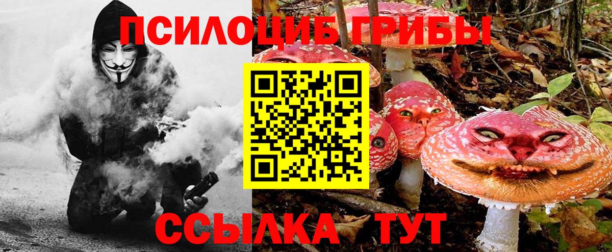 Галлюциногенные грибы Psilocybe Карасук