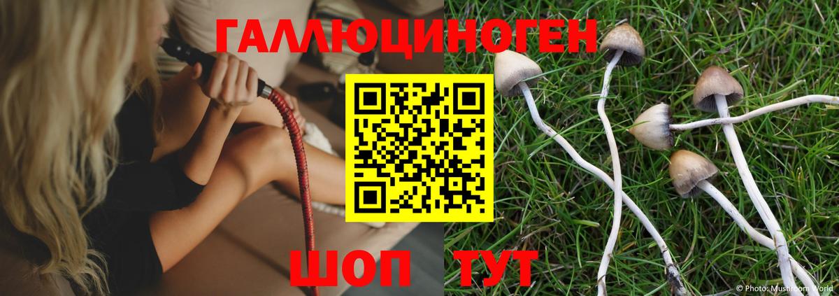 Карасук  Галлюциногенные грибы Psilocybine cubensis  Вход с VPN 